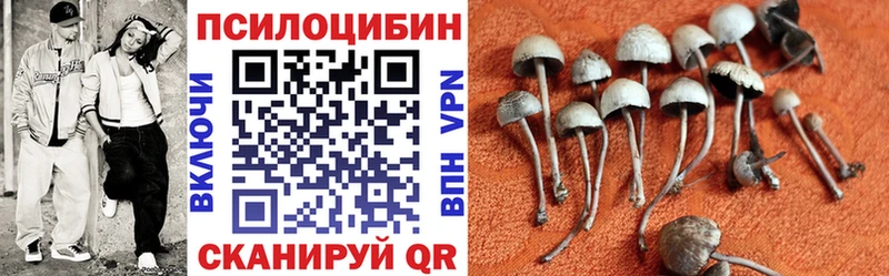 Псилоцибиновые грибы Cubensis Безенчук